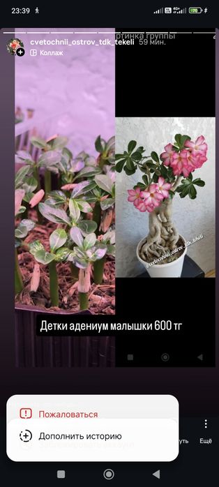 Клеродендрум Шмидта