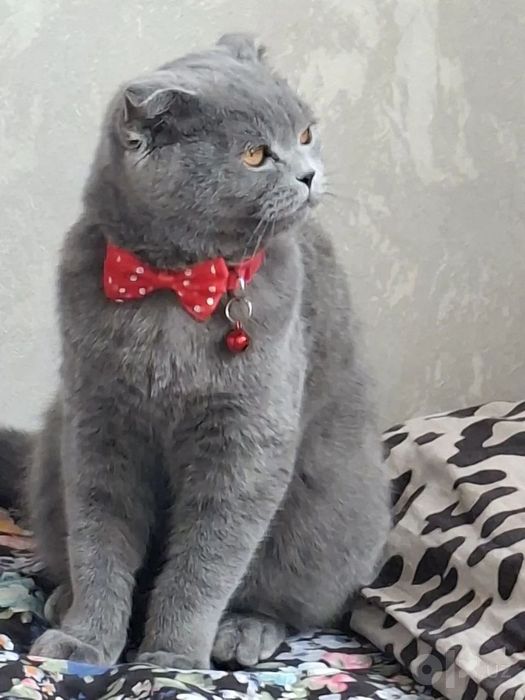 Серинкие британки. Перевозной