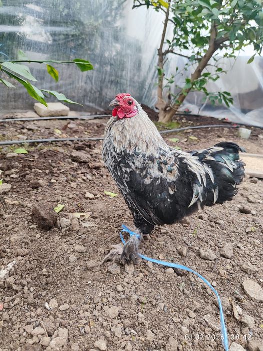 Yapon Xo'roz sotiladi