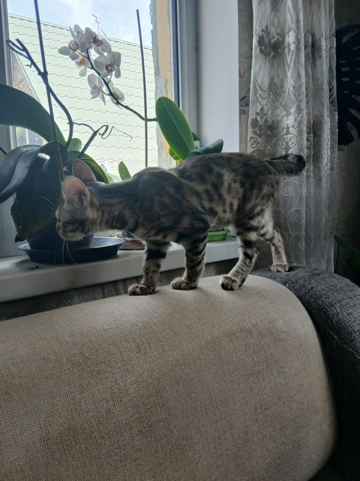 Бенгальский котёнок