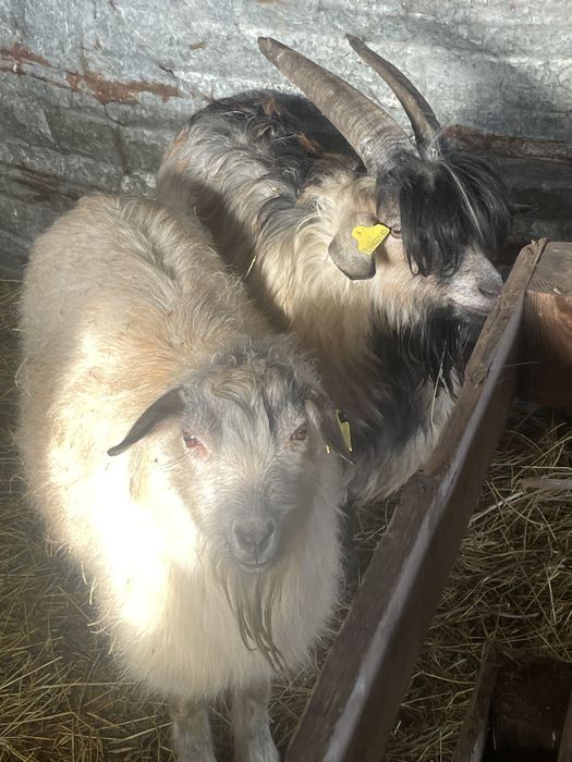 Семіз қой ешкілер сатылады