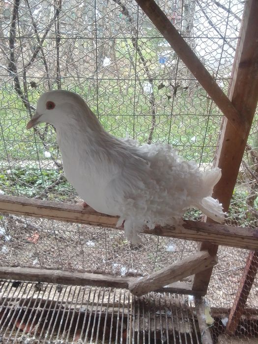 Porumbei creți francezi