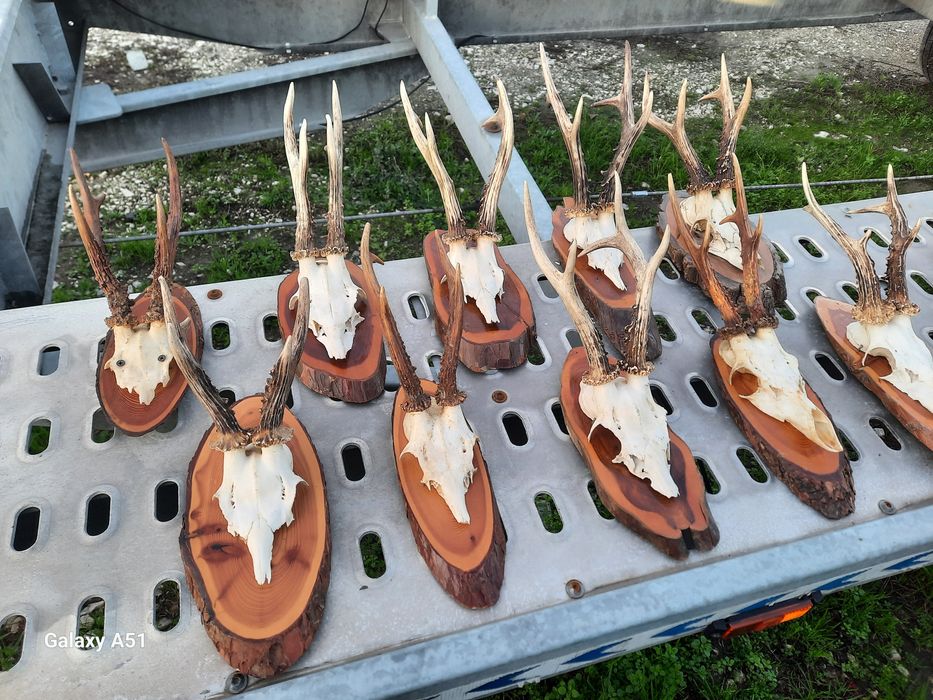 Еленски рога Трофей