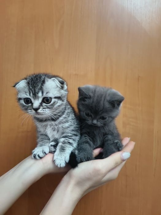 Милые шотландские скоттиш-фолд котята