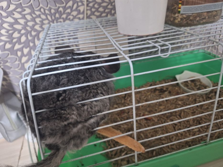 Продам шиншиллу,срочно.