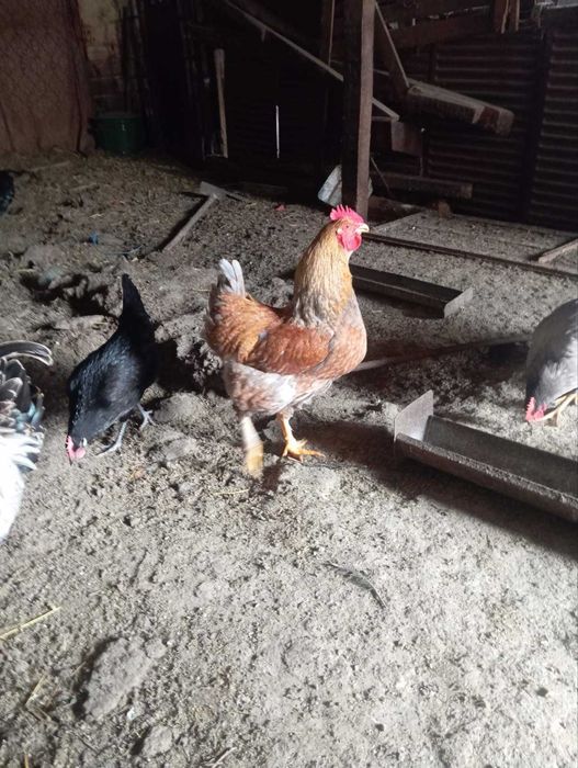 Продавам домашни едри петли