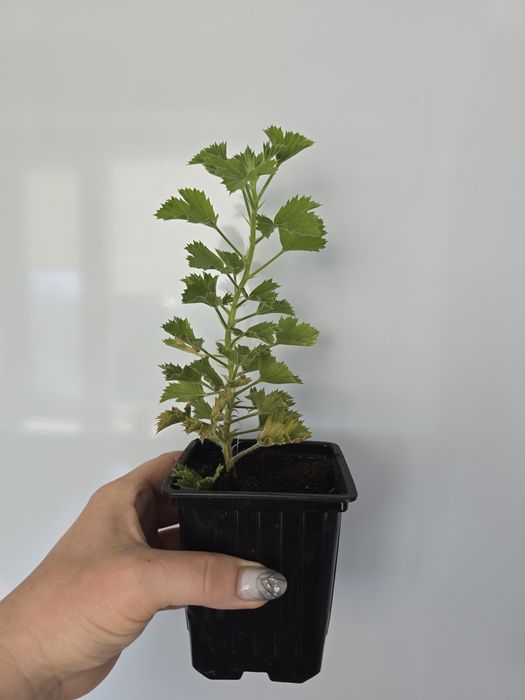 Продам королевскую герань