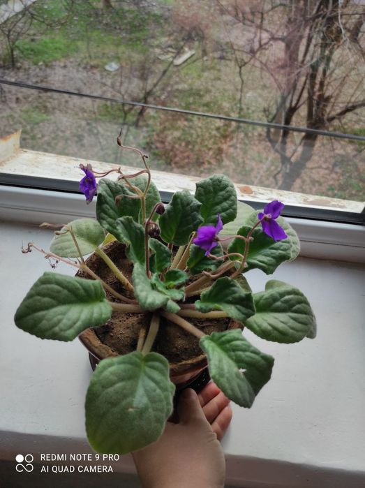 Цветы комнатные разные