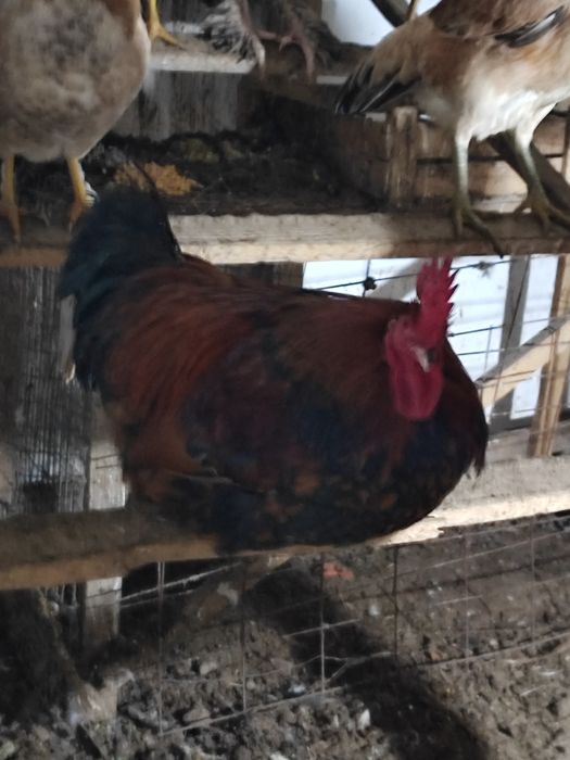 Домашние  Молодые Петушки 8-9 месяцев месяцев