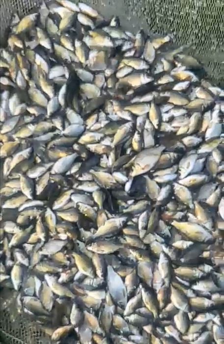 Личинки, Мальки.