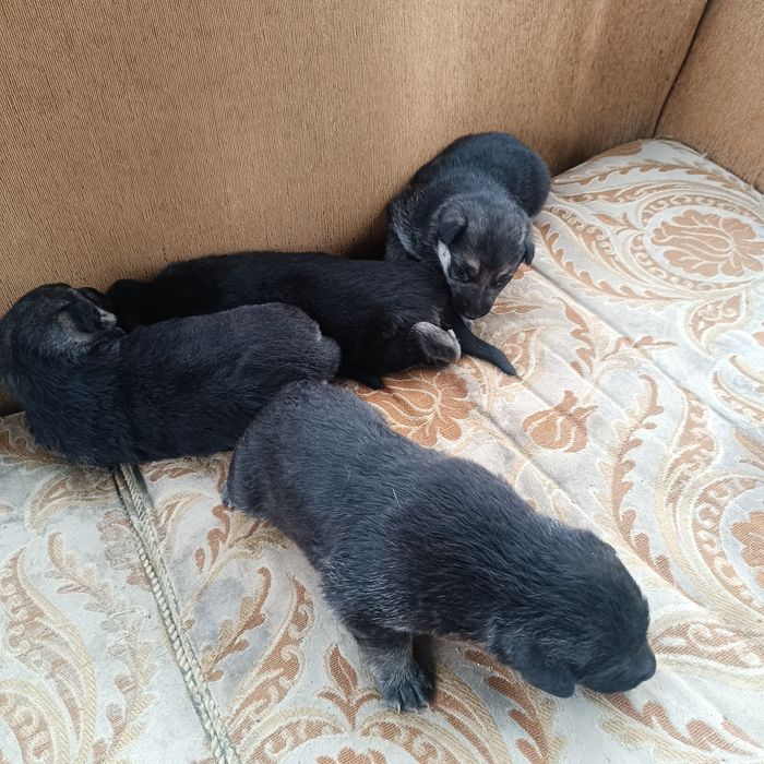 Продам щенков немецкой овчарки