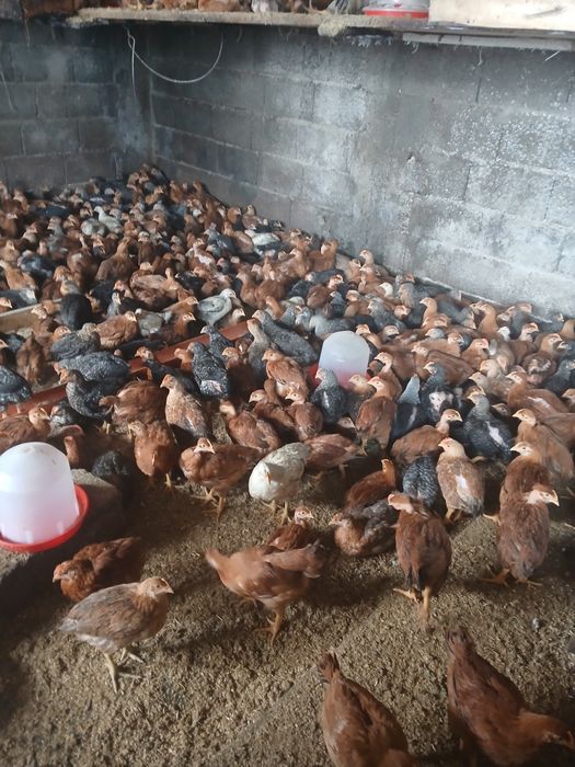 Vând pui cu greutate de la 1 kg