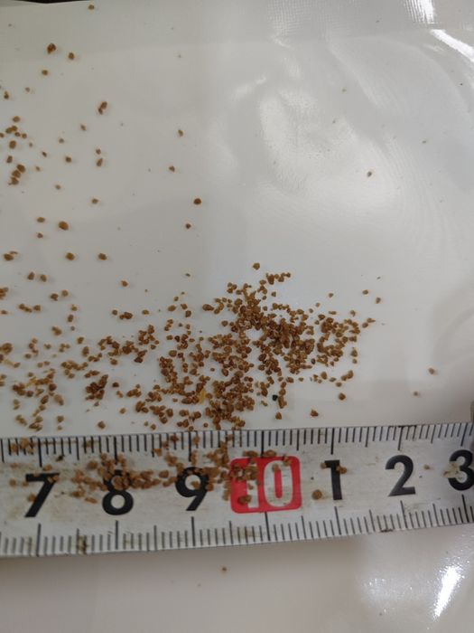 Стартовый корм для личинки и малька форели, осетра