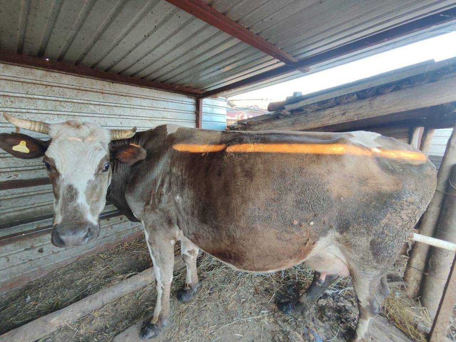 продам дойных коров три штуки