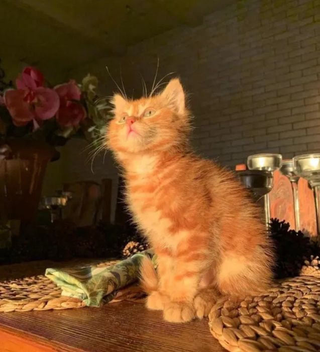 Котенок сибирский