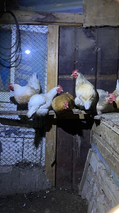 Куры Утки срочно продам по 5000