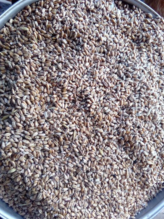 Vand porumb și grâu 2025