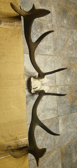 Vand trofeu+coarne carpatin,lopatar,caprior,capra neagra,sulitar.8 poz
