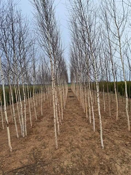 Mesteacăn alb betula, livrare oriunde în Țară.