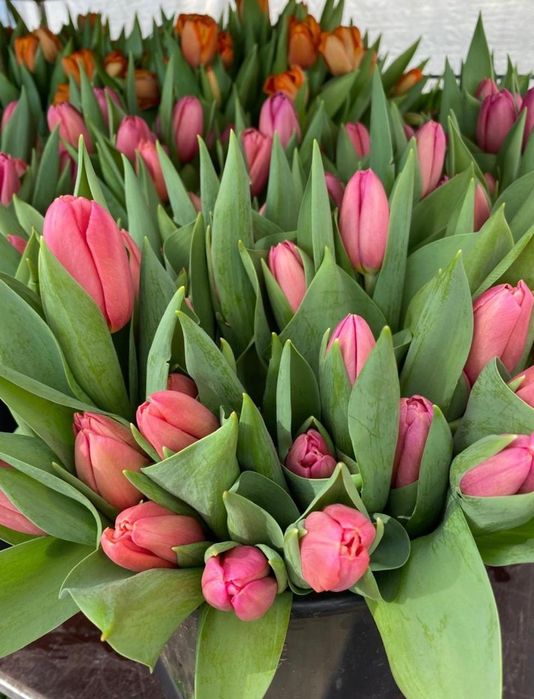 Тюльпаны оптом Белоруссия Степногорск