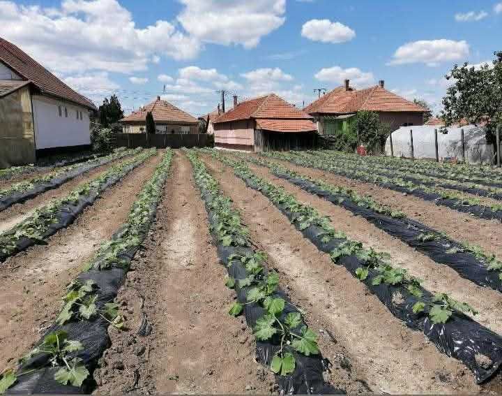 Casă de vânzare în Ungaria (Méhkerék) – Zonă de graniță, comunitate românească