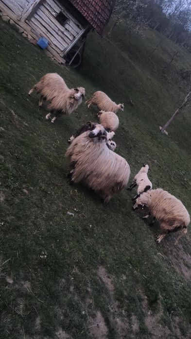 Vând 4 oi și un berbec