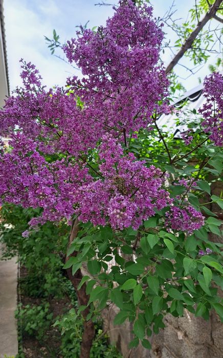 Красивоцветущие кустарники