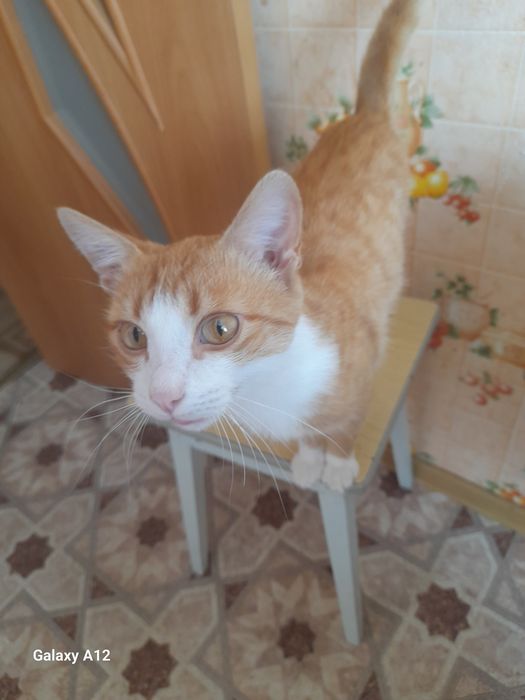 Котик в добрые руки