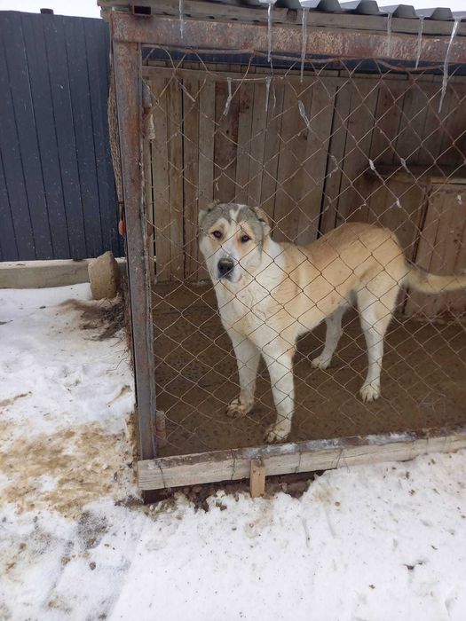 Собака Алабай, 1 год