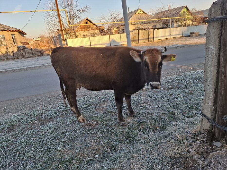 Продам корову!!!
