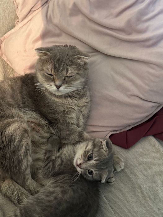 Шотланскый висолухый мысык