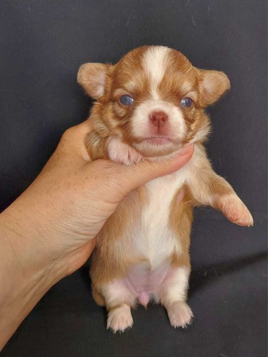 Продаю щенков чихуахуа