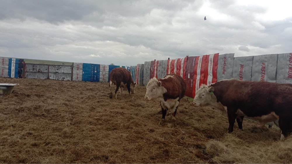 Ақбас 1 категория бұқалар сатылады.