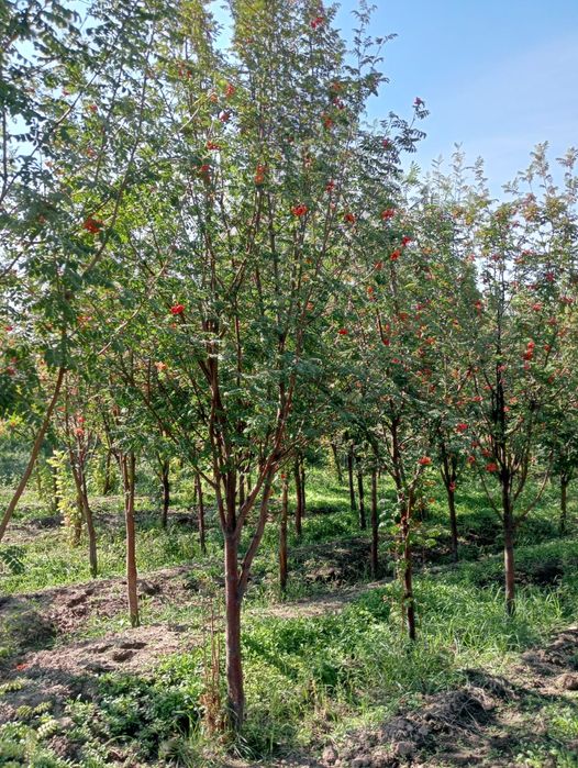 Продаётся рябина и липа.