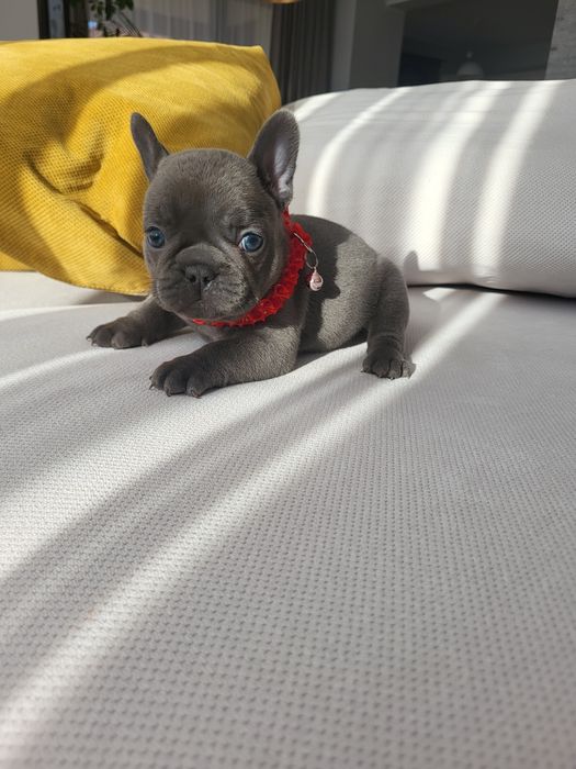 Bulldog francez blue