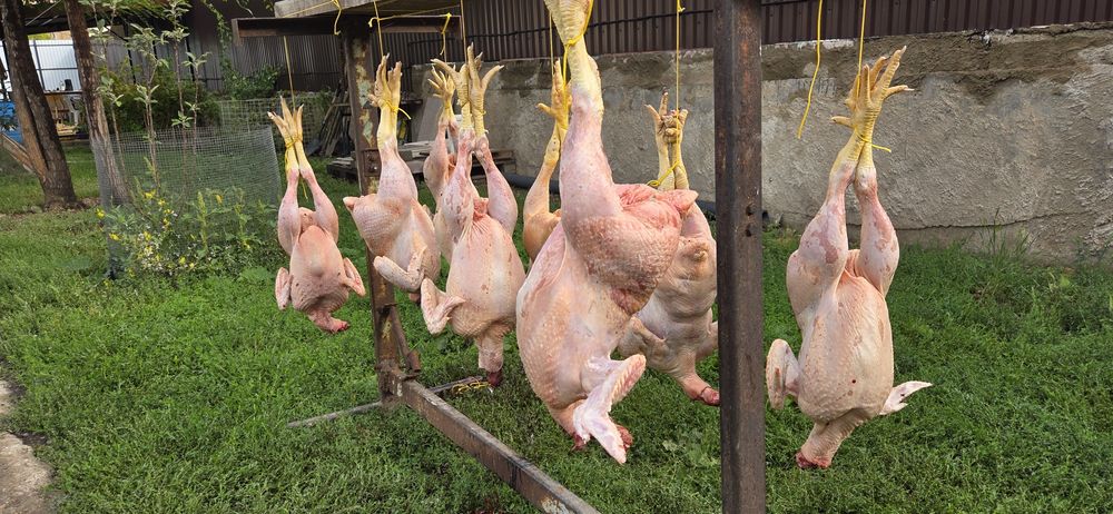 Мясо бройлера домашнего откорма