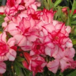 Seminte adenium  obesum