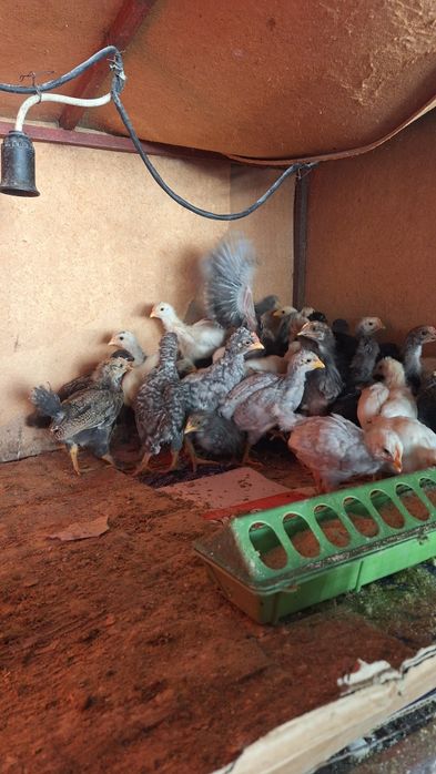 Домашние цыплята