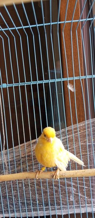 Продаю канарйку мальчик тайник