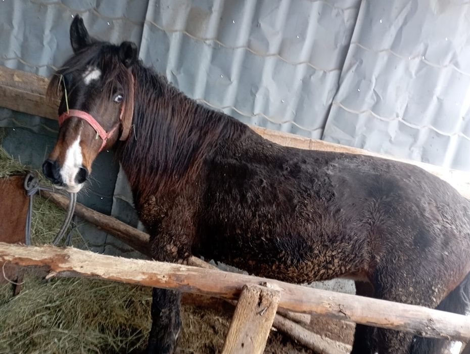 Продам лошадь девочка