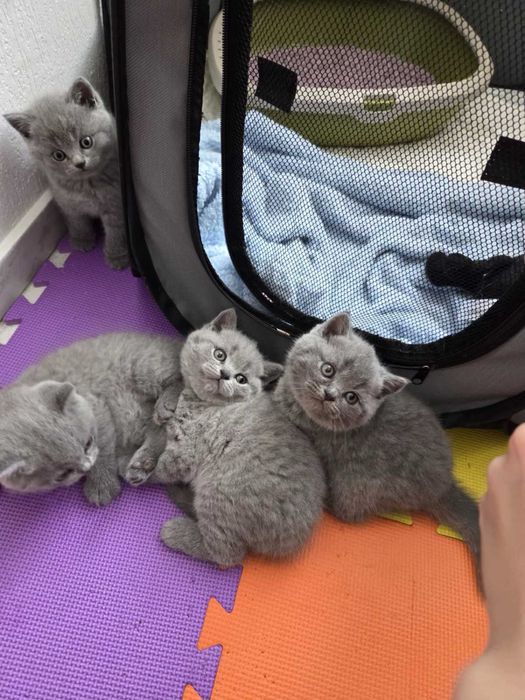 Британски късокосмести котета