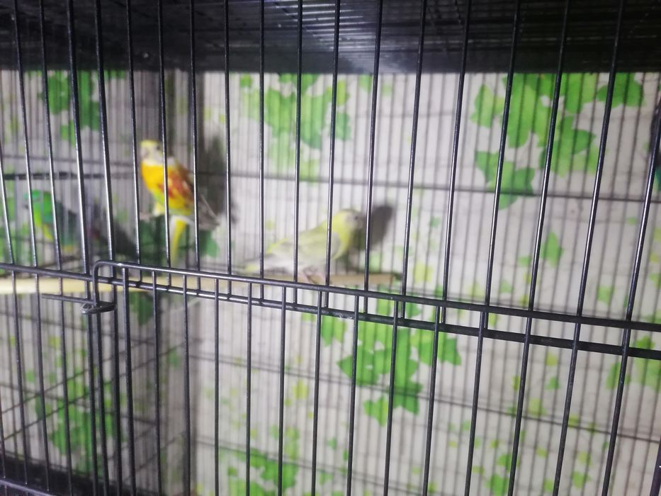 Попугаев оптом срочно по нужде продаю.Толка оптом