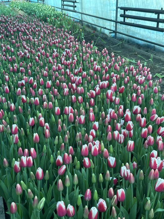 Тюльпаны экстра класса оптом