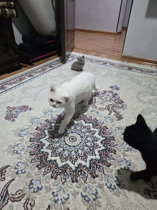 Turk angora mushuklari 2 oylik sotiladi