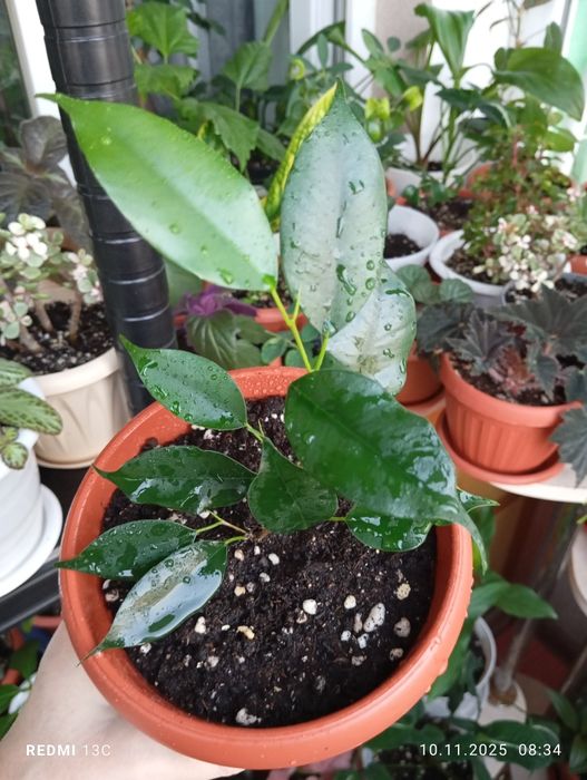 Продам растения комнатные