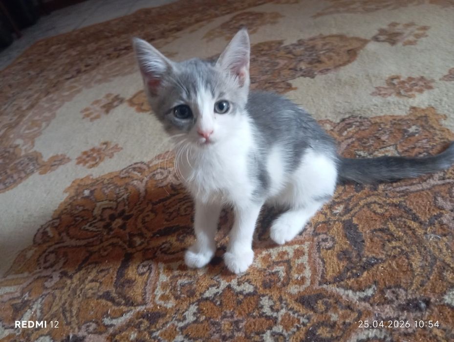 Отдаём котят в добрые руки