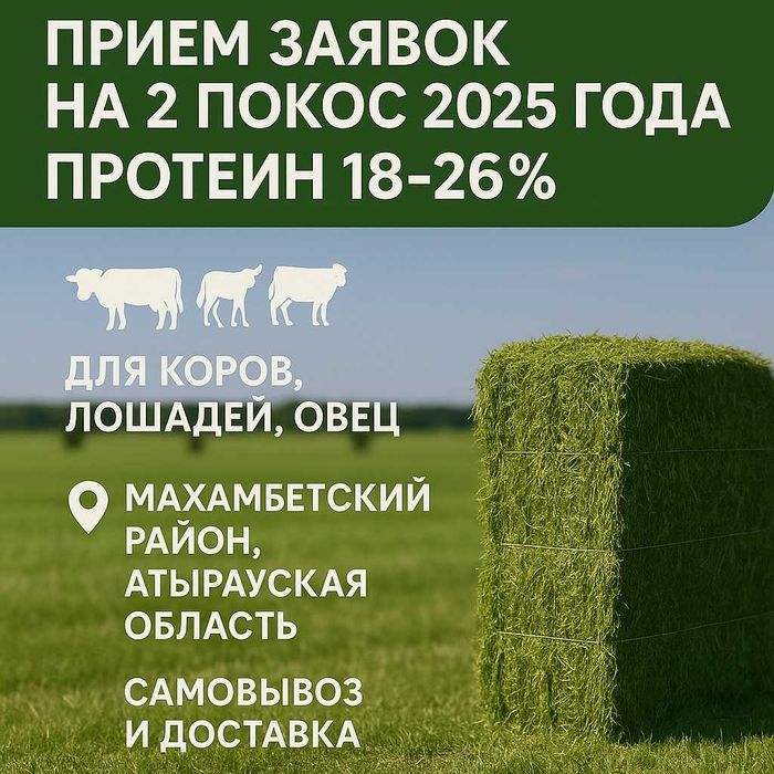 Элитная люцерна (Жонышка) голландская