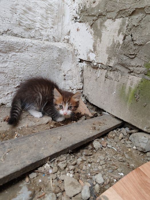 Отдам котят в добрые руки