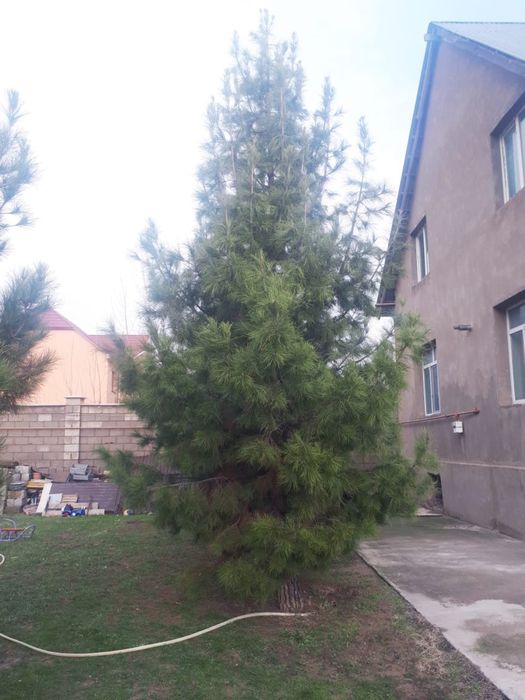 Қарағайлар сатылады