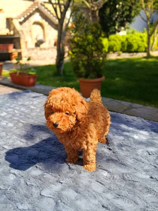 Той Пудел / Toy Poodle
